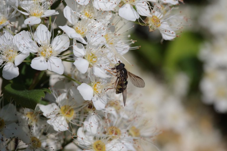 A flower fly