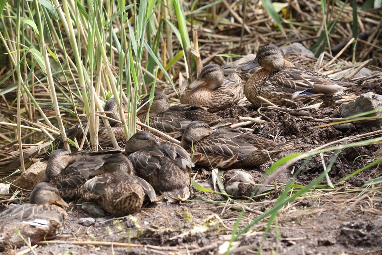 A large quantity of ducks lying down