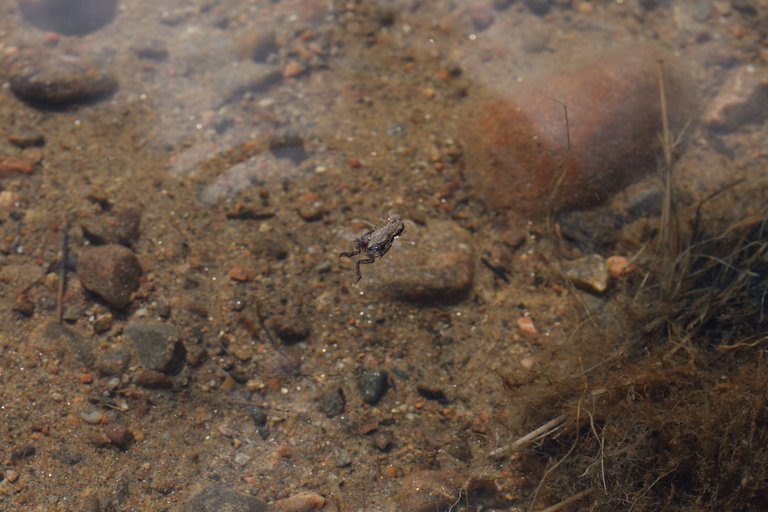 Frog swimming