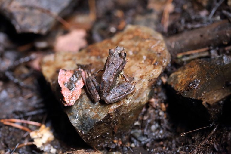 Frog on a moist rock