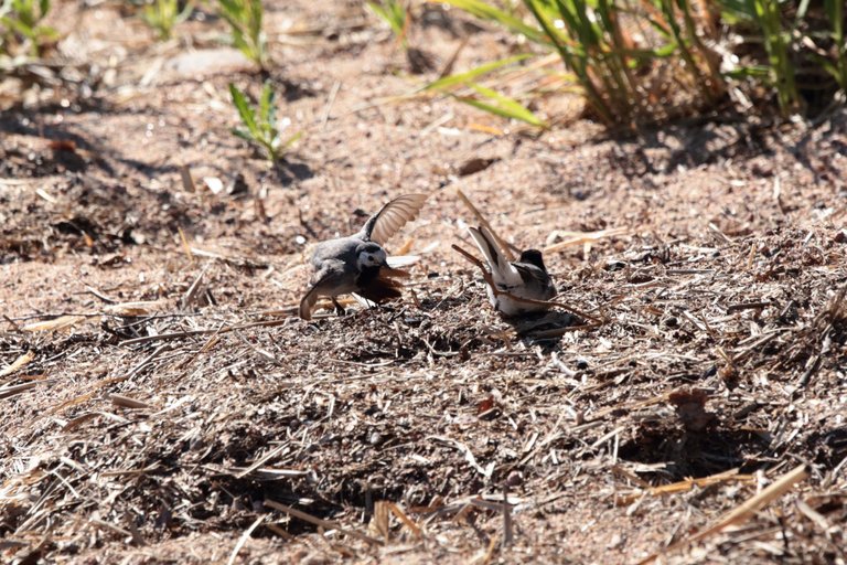 Wagtail mating dance