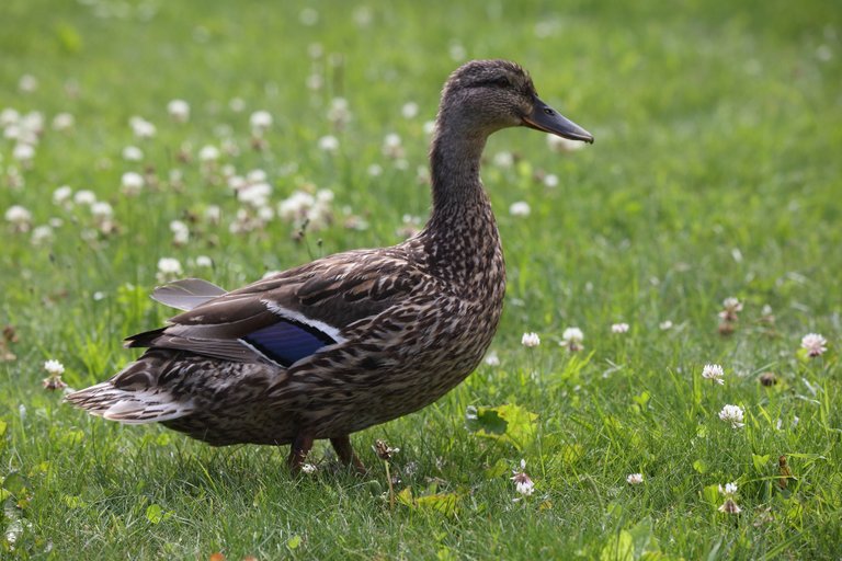 A duck running