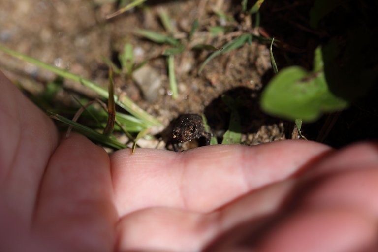 A tiny frog sitting in front of a hand