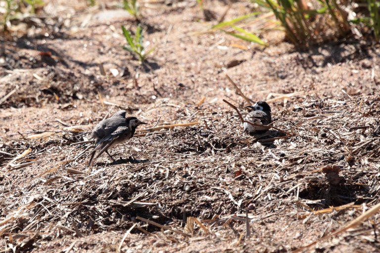 Wagtail mating dance