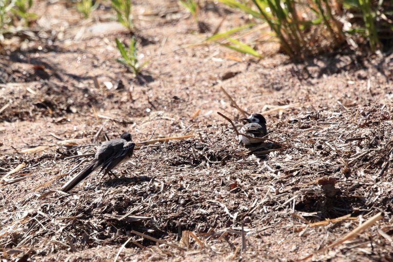 Wagtail mating dance