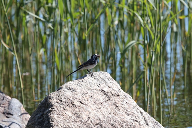 Wagtail out of reeds on a rock, holding bugs in it's mouth