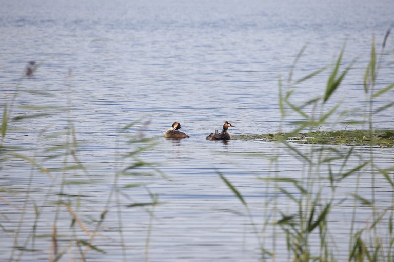 Great crested grebe with chiks on it's back