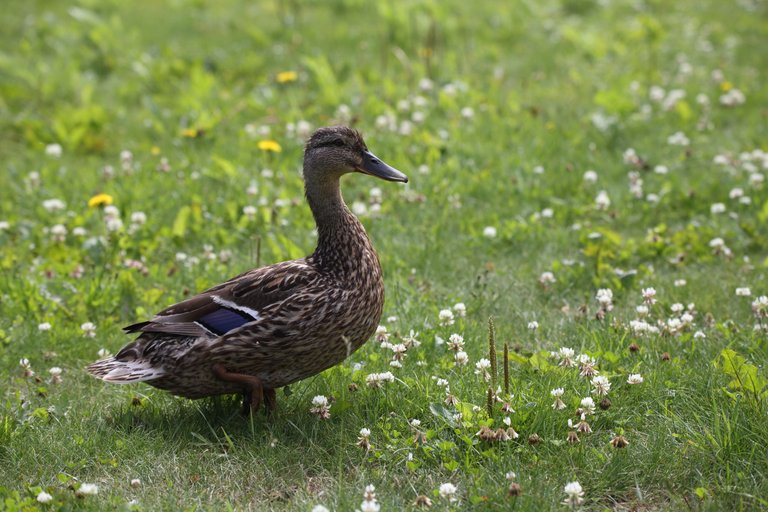 Duck running in middle of flowers