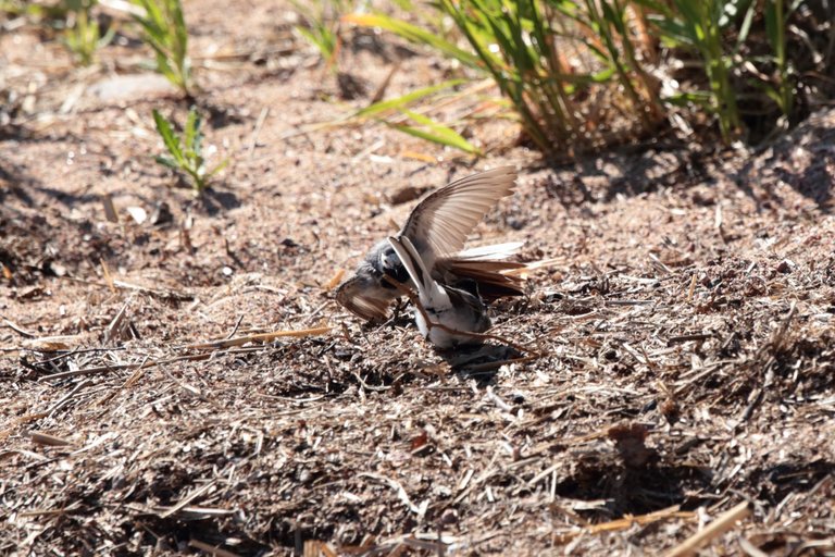 Wagtail mating dance