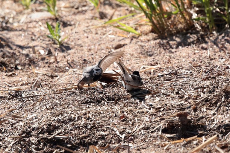 Wagtail mating dance