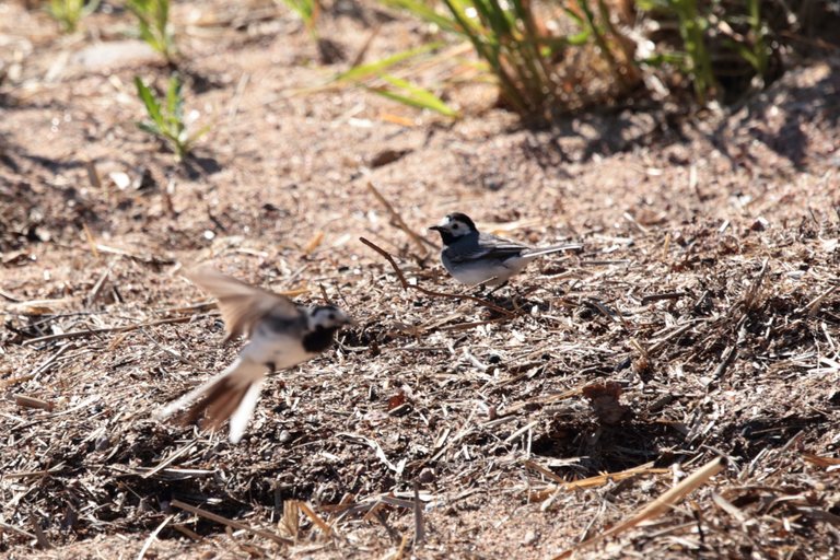 Wagtail flies away