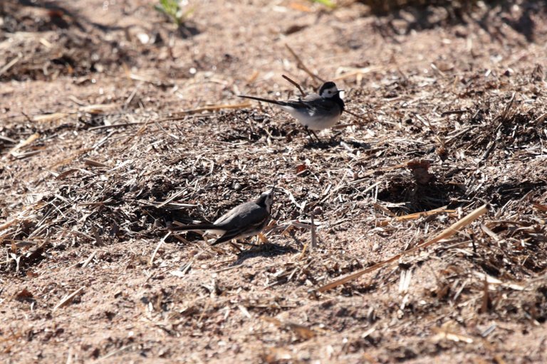 Wagtail approaching another wagtail