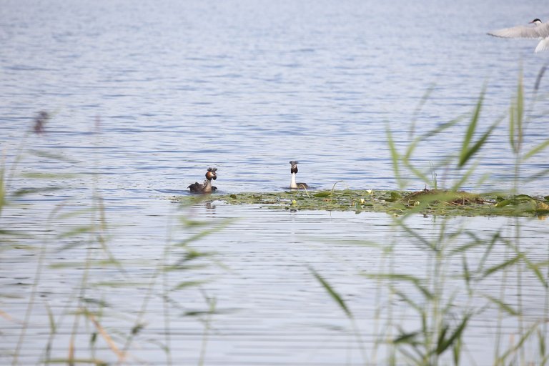 Great crested grebes in water