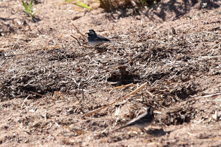 Wagtail is further away