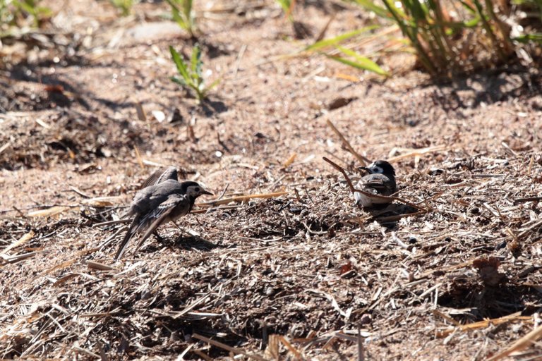 Wagtail mating dance