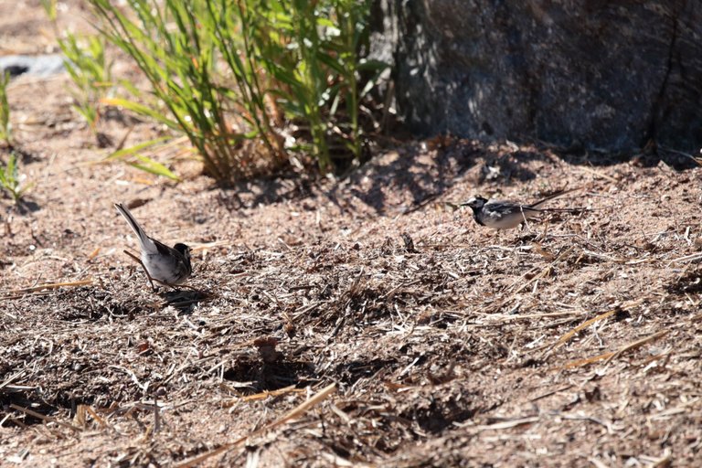 Wagtail approaching another wagtail