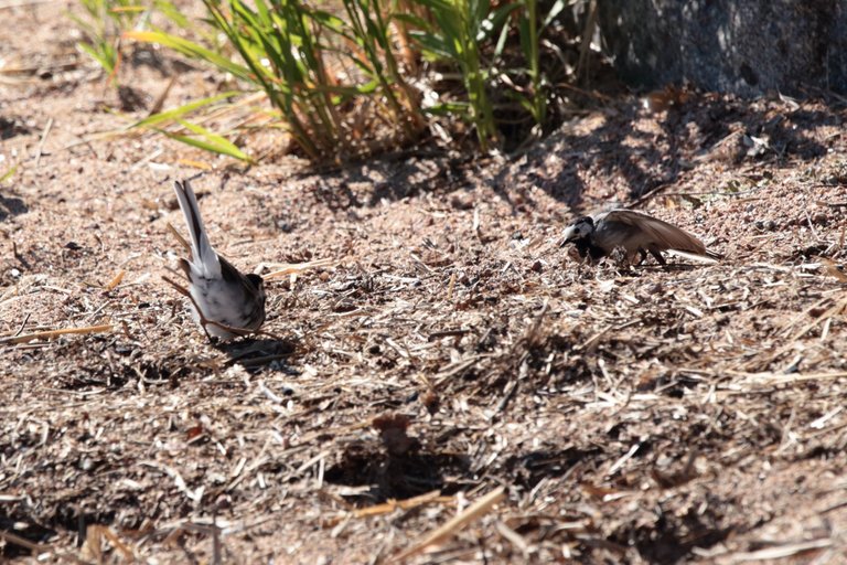 Wagtail mating dance