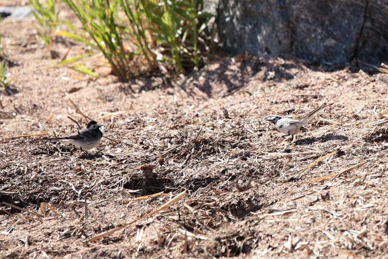 Wagtail approaching another wagtail