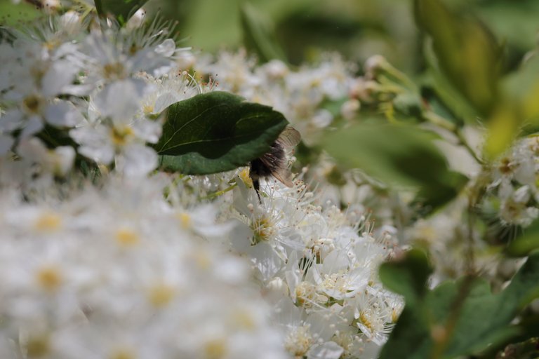 A bumblebee hiding behind a leaf.