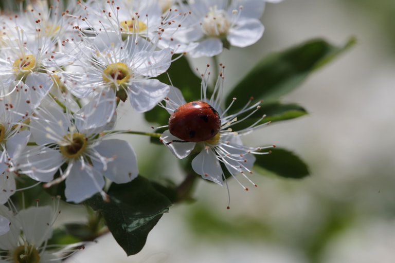 A ladybug