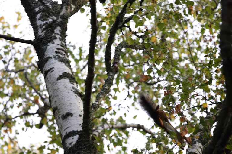 A photo of the squirrel jumping from one branch to another.