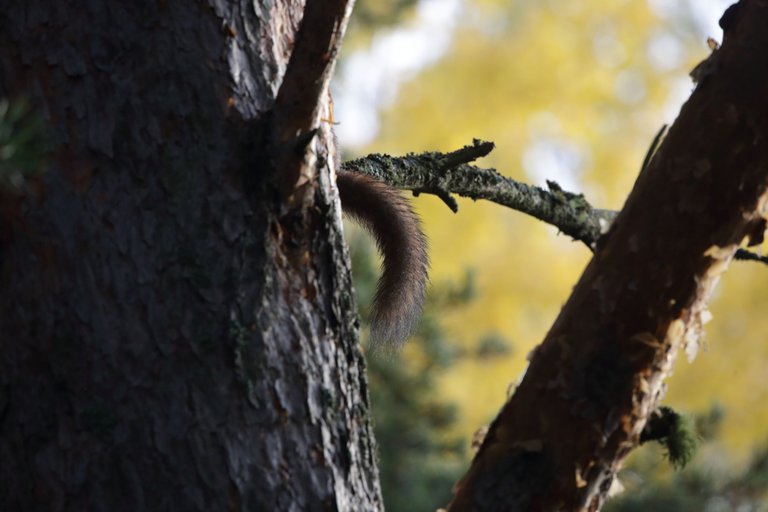 A squirrels tail is seen from behind a tree