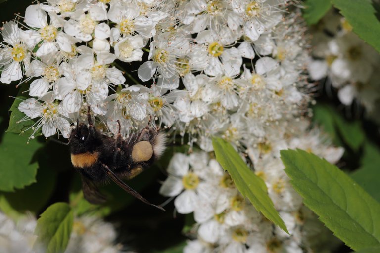 A bumblebee with a large pollen basket on it's leg.