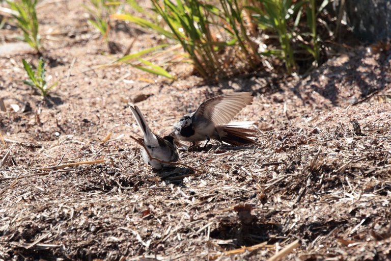 Wagtail mating dance