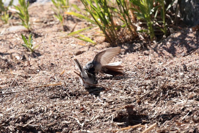 Wagtail mating dance