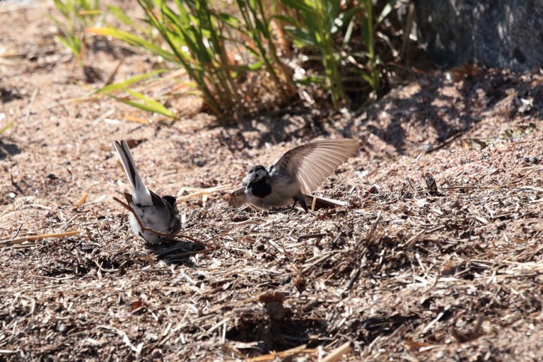 Wagtail mating dance