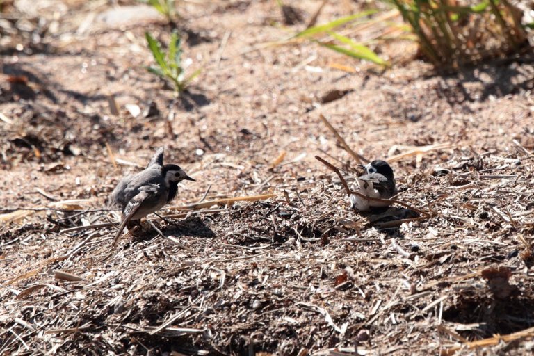 Wagtail mating dance