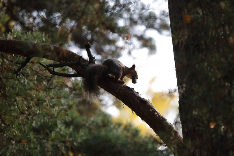 A squirrel on a branch with a pinecone in it's mouth