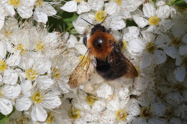 A bumblebee