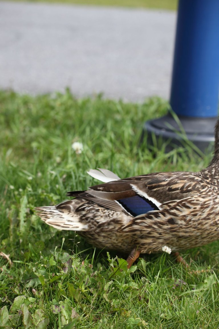 A butt of a duck, running out of a photo