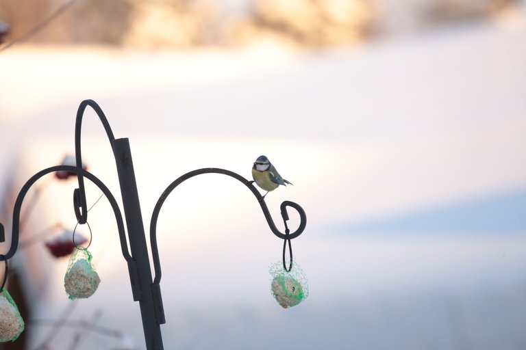 One tit sitting