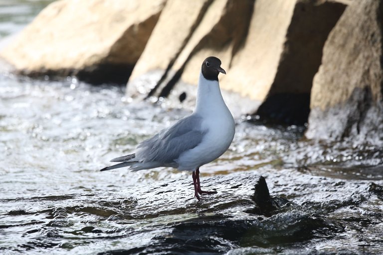 A seagull under a bridge