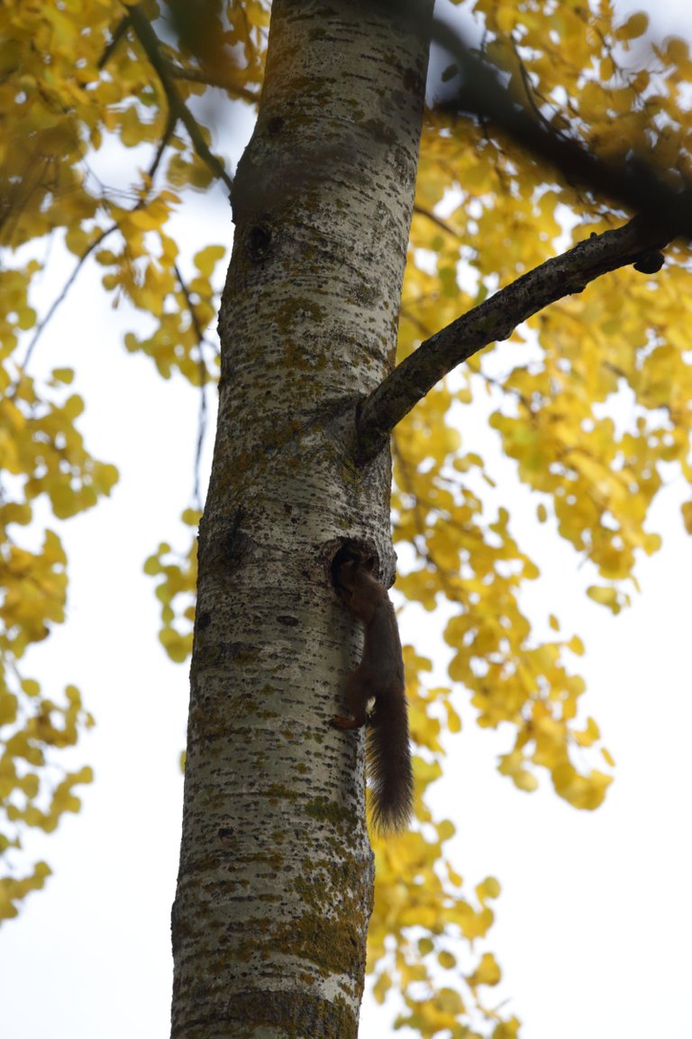 A squirrel climbing in a tree, head in the hole