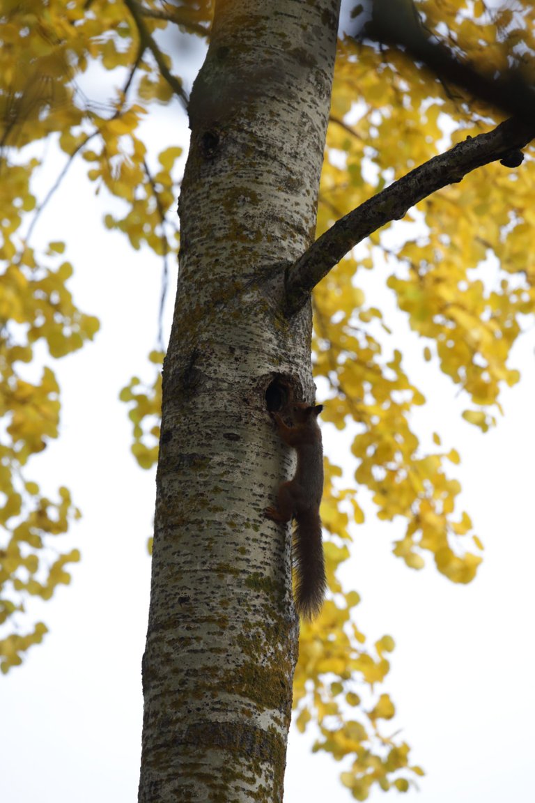 A squirrel climbing in a tree, peeking in a hole