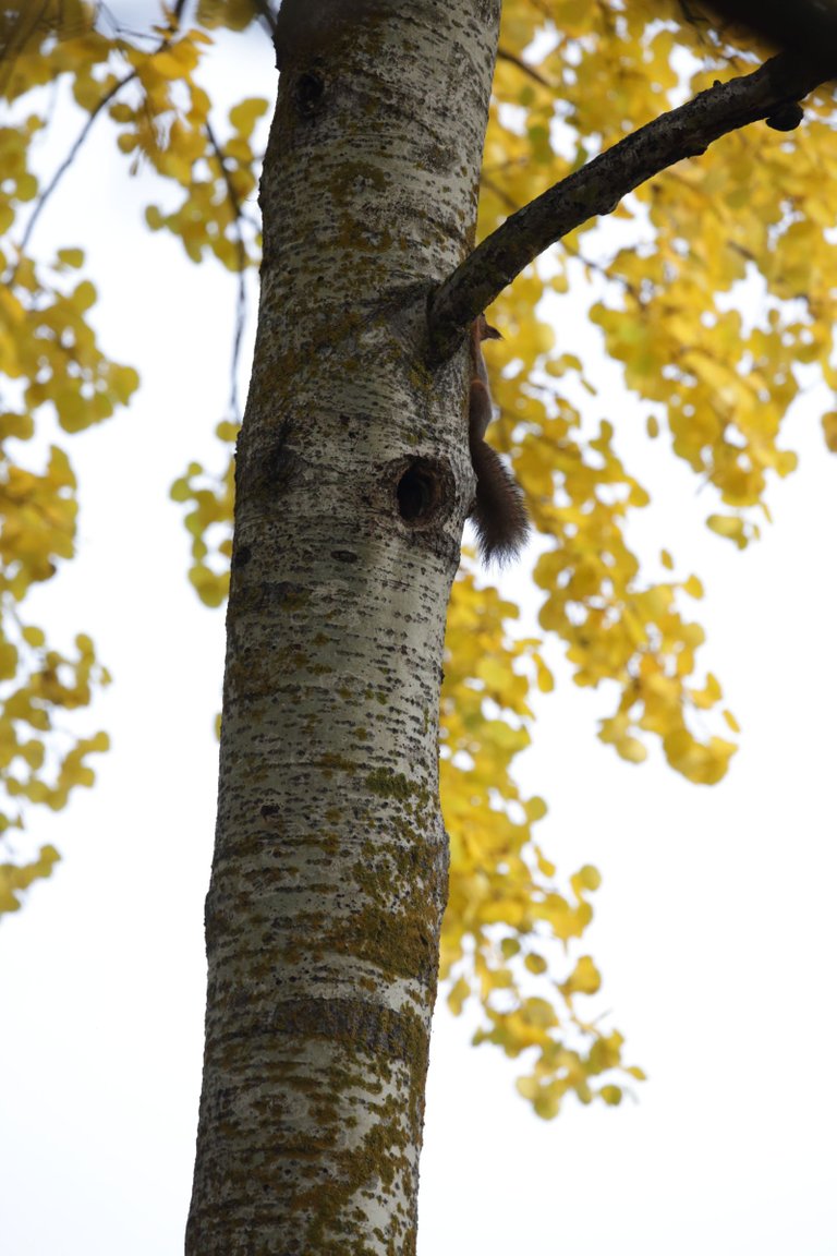 A squirrel climbing in a tree