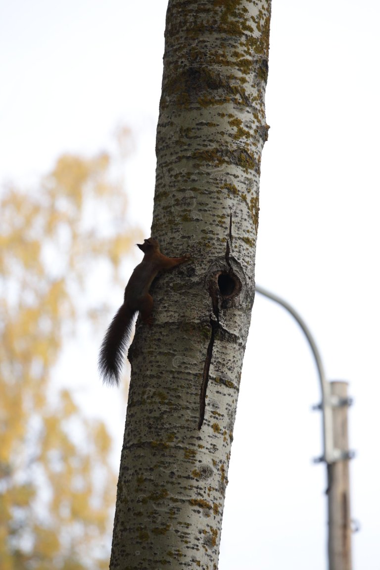 A squirrel climbing in a tree