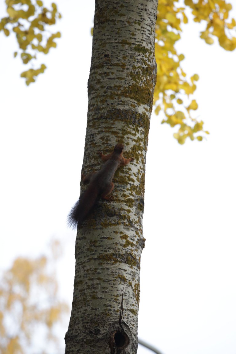 A squirrel climbing in a tree