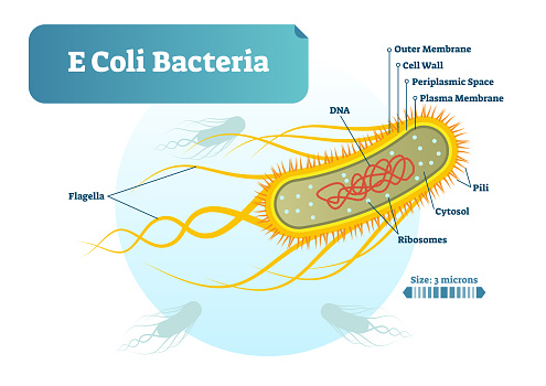 E.  coli: Causes, Symptoms, and Suggested Treatment