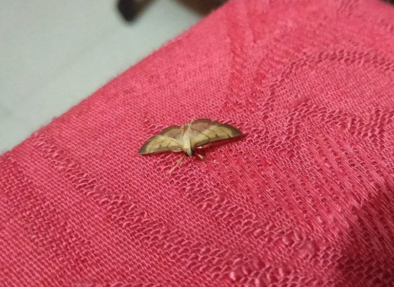 Mrs.Brown Moth