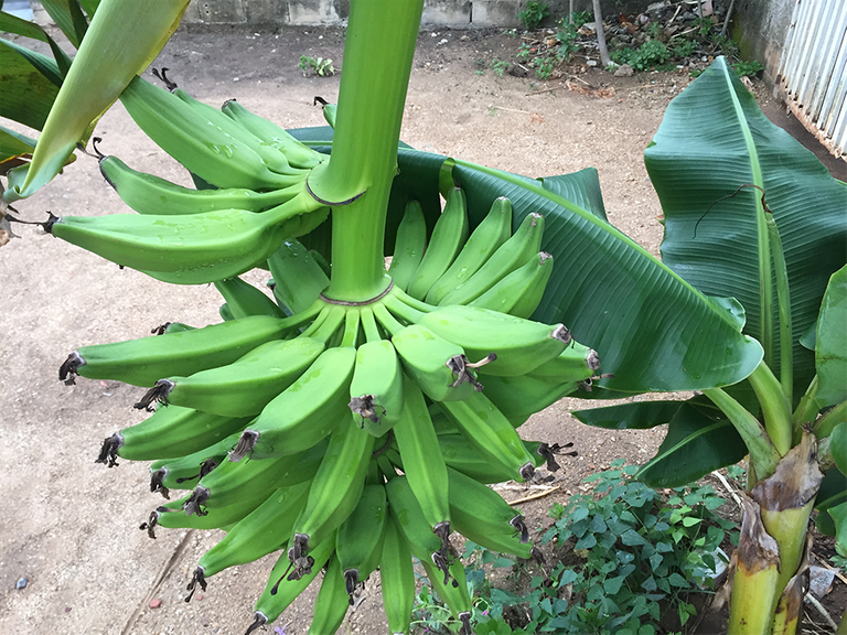 Banano4.png