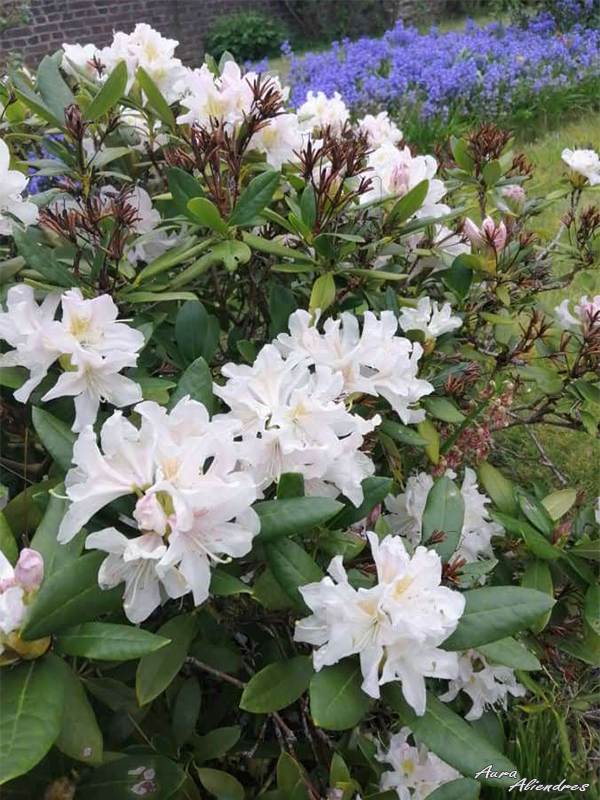 RhododendronmaximumL..png