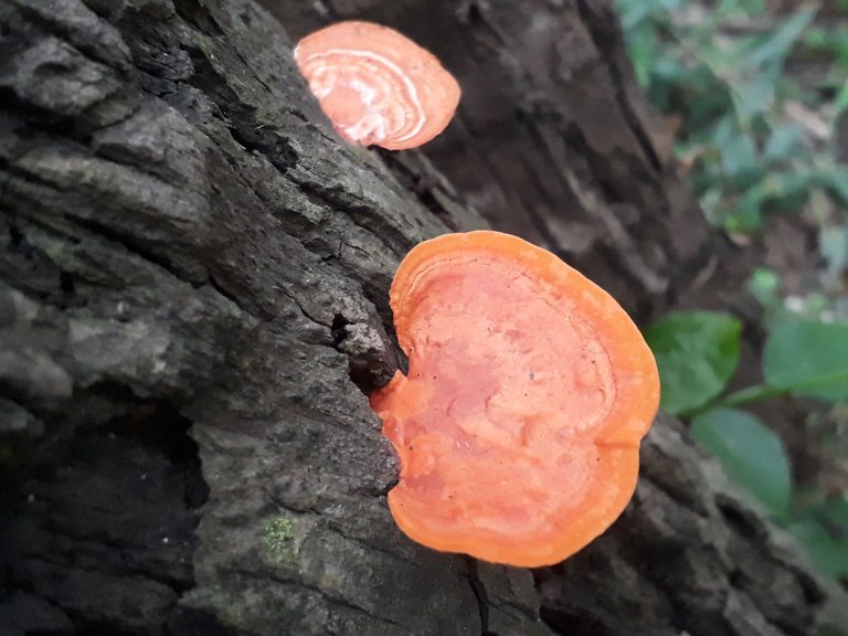 Fungi.jpg