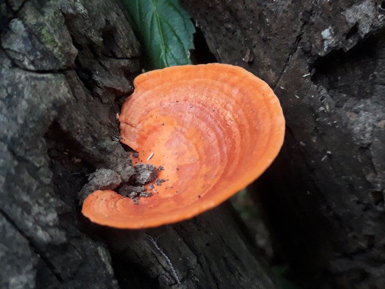 Fungi.jpg