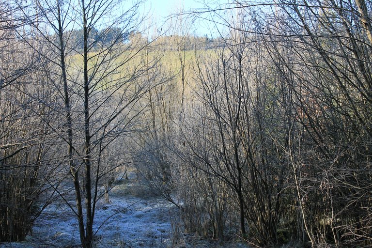 IMG_5415.JPG