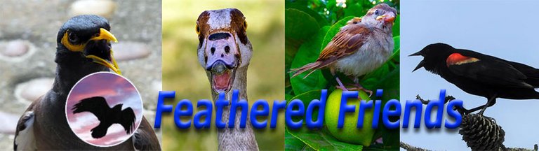 featheredfriends-banner.jpg