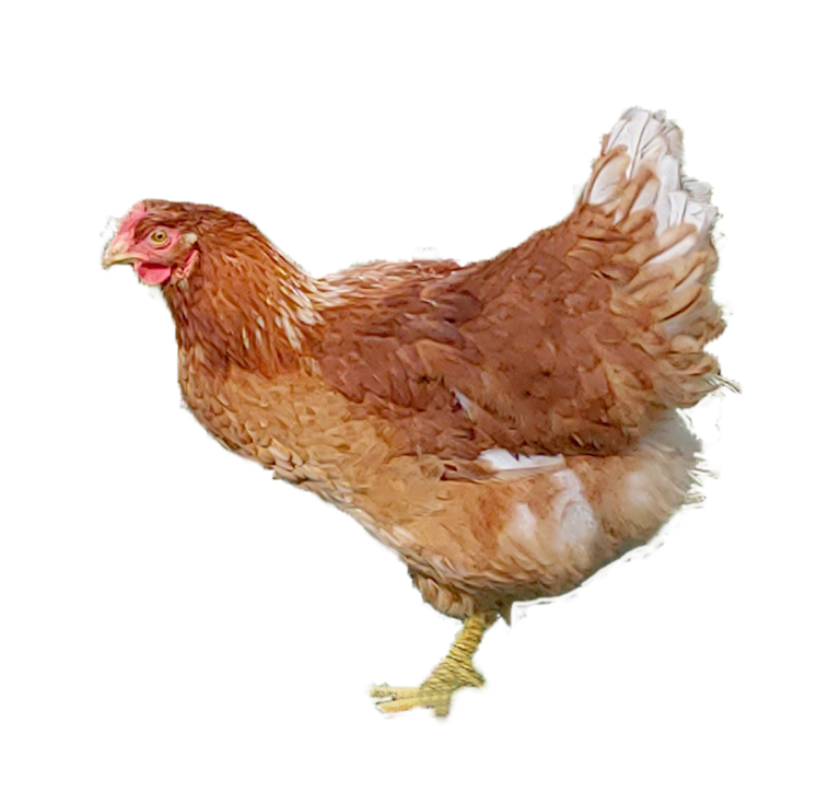 2_chicken.png